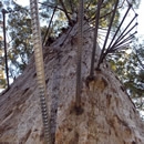 tree perspective photography contest